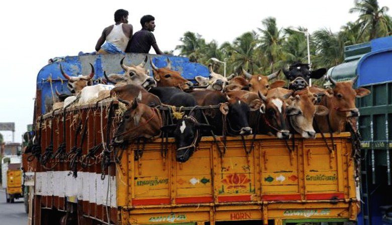 Kerala notifies stringent norms for transportation of livestock