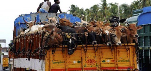 From January next year, motor vehicles carrying animals should have permanent partitions.